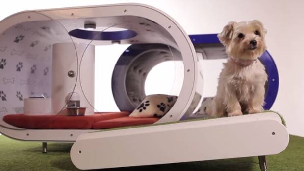 Dicen que esta casa es la casa de los sueños de un perro, aunque creemos que ese deseo le pertenece al dueño.