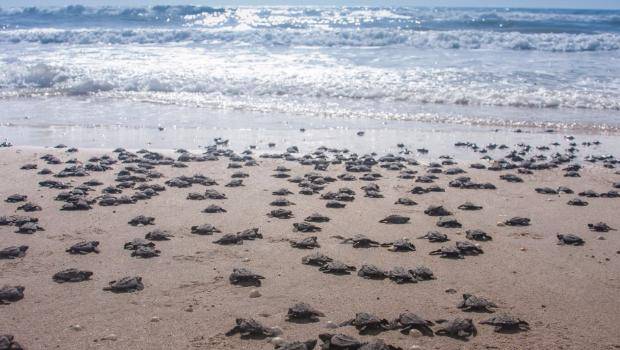 ESPECIE LOCAL PELIGRO EXTINCION especie local peligro extincion: