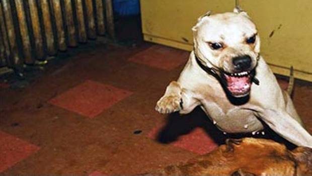 Download Free Pitbull Dog Fights