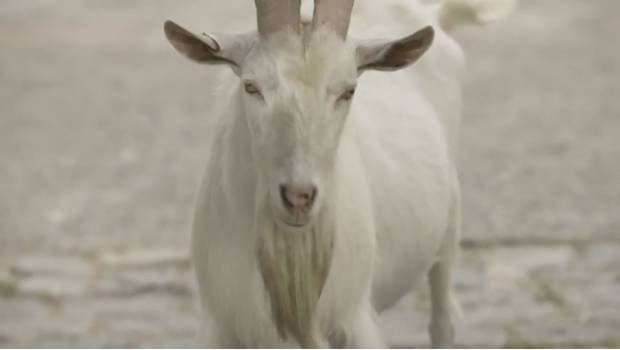 VIDEO: América ya baila a la cabra; Nike lanza comercial contra el ... - SDPnoticias.com