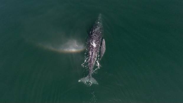 Contabilizan 1521 ejemplares de ballena gris en lagunas de BCS - SDPnoticias.com