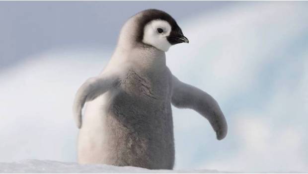 gay Pinguinos