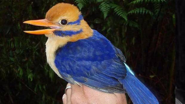 Tras 20 años de búsqueda, una de las aves más raras del mundo fue retratada y posteriormente sometida a "eutanasia" para recabar más datos científicos.