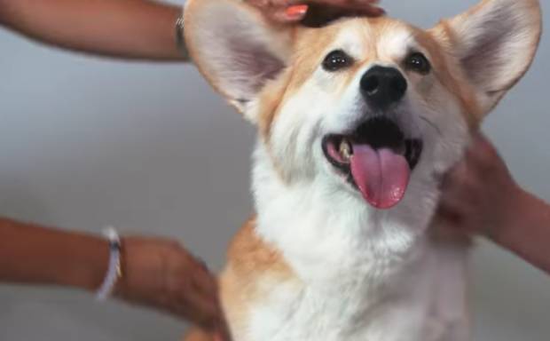Estilo perrito acariciando Estilo perrito acariciando
