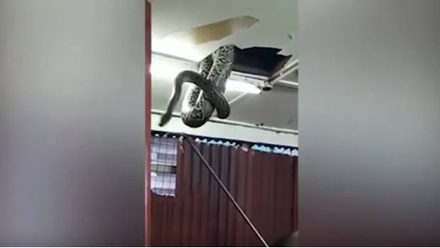 Foto: Captura de vídeo de YouTube
