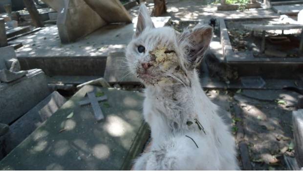 Foto: Cortesia: Gato que habita en Panteón Francés / @prensaanimal4