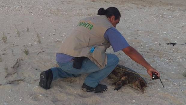 Localizan cuarta vaquita marina muerta en Baja California. Con Denise Maerker
