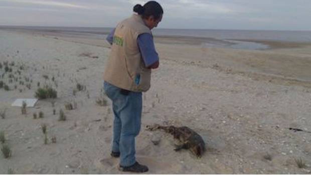 Localizan cuarta vaquita marina muerta en Baja California. Con Denise Maerker
