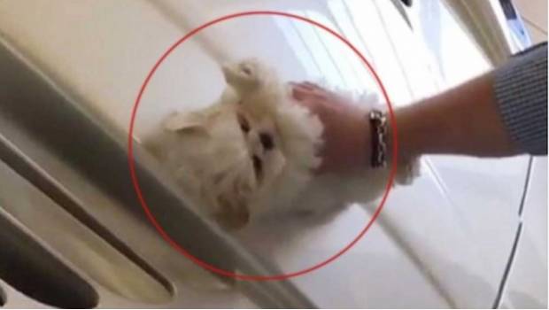 Video donde limpian auto de lujo con perrito indigna en redes