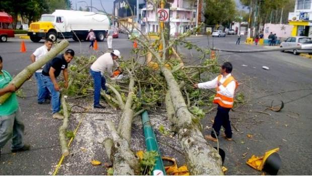https://i2.sdpnoticias.com/sdpnoticias/2017/06/01/0201_arbol_620x350.jpg