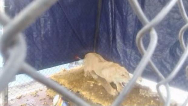 Autoridades rescatan a león de una azotea de la CDMX Autoridades rescatan a león de una azotea de la CDMX