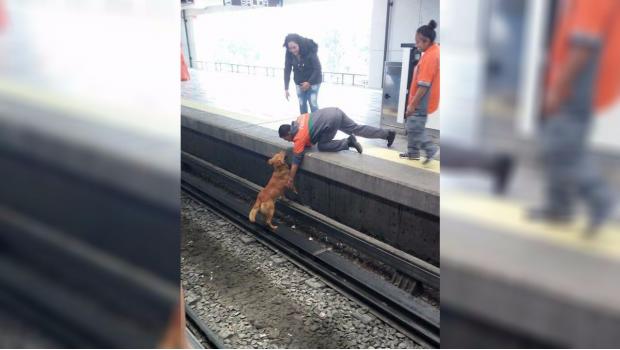 Condenan muerte de perro en Metro de la CDMX