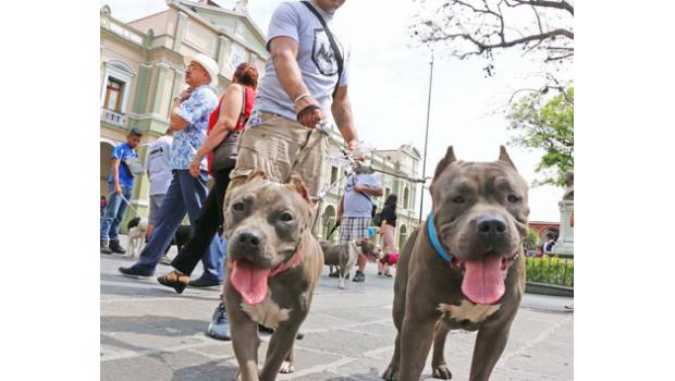 El domingo 23 de julio, dueños de los llamados Perros Potencialmente Peligrosos (PPP), convocaron a la realizaron de la “Quinta Caminata Mundial Pitbullera” en la Ciudad de México