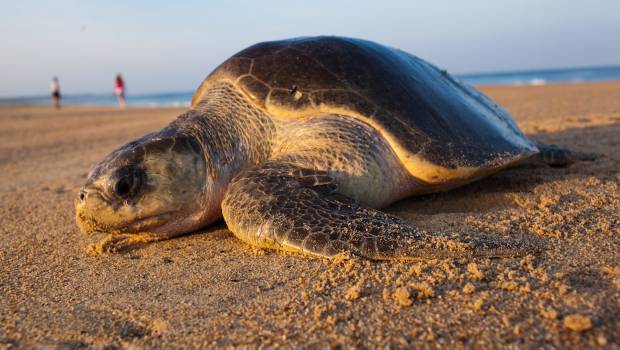 Tortuga gigante. Perdida.