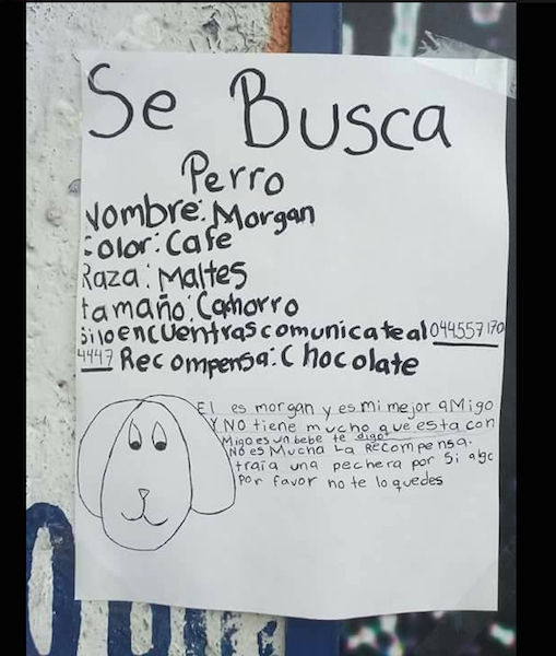 Gracias al dibujo de su dueña… 'Morgan' regresa a casa