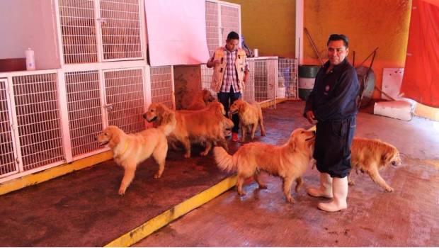 Criadero ilegal de perros en la CDMX