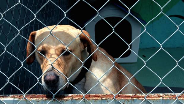 Centro de Transferencia Canina en Metro de la CDMX