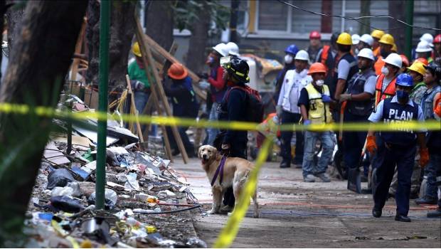 Perros rescatistas colaboran en búsqueda de personas tras sismo