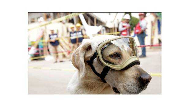 Caninos que merecen reconocimiento