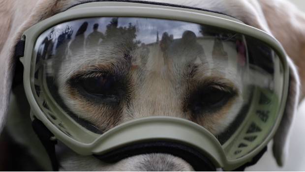 Frida, la integrante de la Unidad Canina de la Marina.