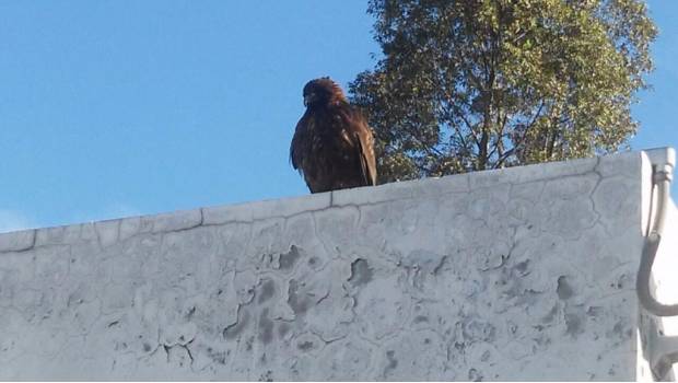 Rescatan a águila en estación Tláhuac de la Línea 12