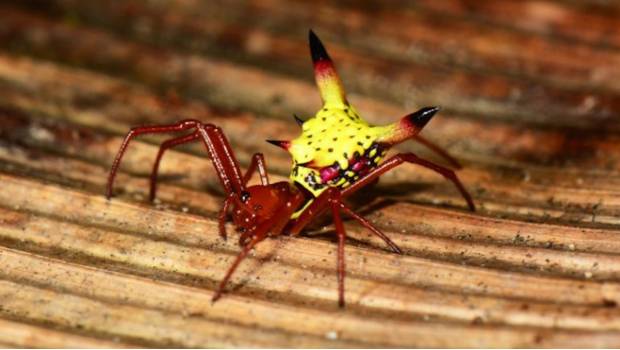 Una Micrathena Sagittata hembra.