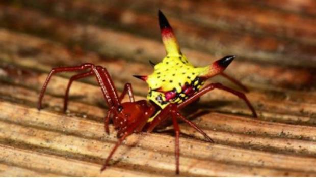 Pikachu sí existe, pero es una araña típica de Honduras. Noticias en tiempo real