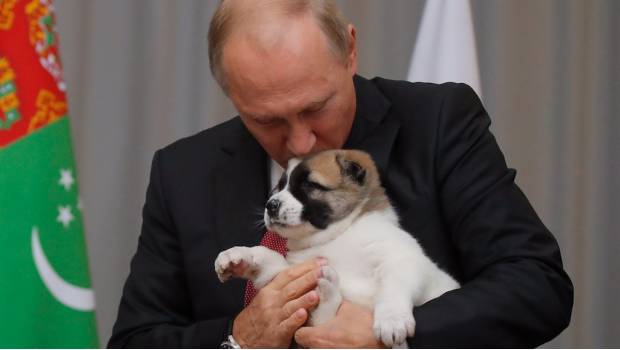 Vladimir Putin celebra cumpleaños 65 con un cachorro. Noticias en tiempo real