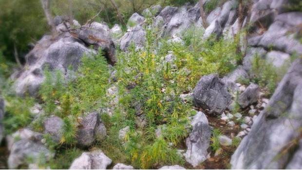 Plantíos de mariguana en Zumpahuacán