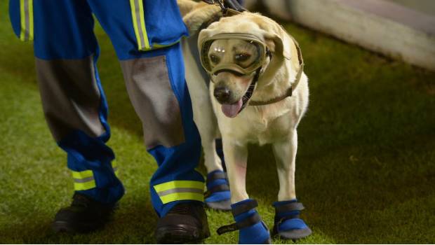 Frida y los perros rescatistas tendrán su propio monumento 