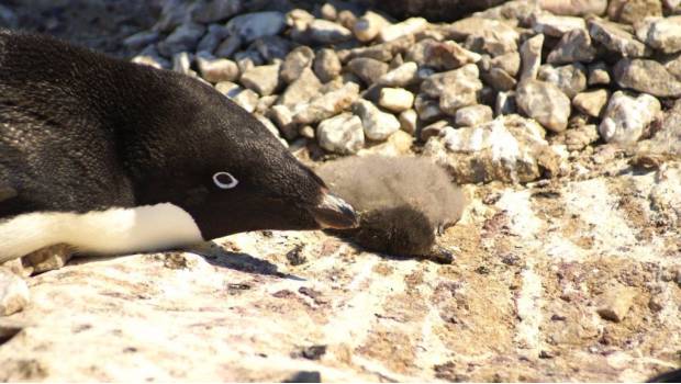 Pingüinos de Adelaida