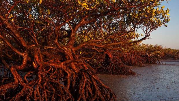 Protegen 1,500 hectáreas de manglar en bahía de BCS. Noticias en tiempo real