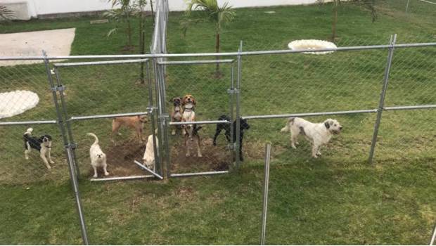 Entrekan dará en adopción a perritos resguardados tras sismo. Noticias en tiempo real