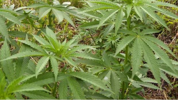 Aseguran más de 14 mil plantas de marihuana en Edomex. Noticias en tiempo real