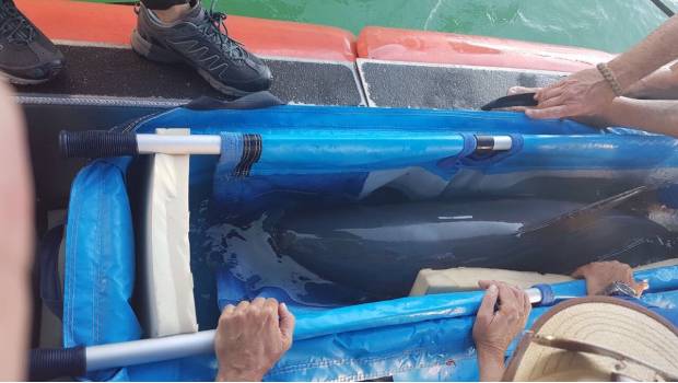 Murió la vaquita marina rescatada en Baja California