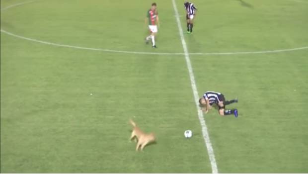 VIDEO: La imperdible “falta” cometida por un perro… ¡era expulsión, árbitro!. Noticias en tiempo real