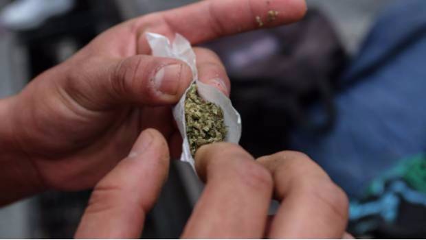 Aseguran 100 mil dosis de mariguana en Guanajuato. Noticias en tiempo real