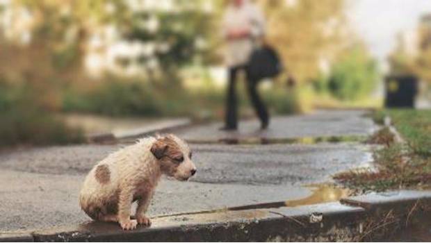 Destaca abandono de mascotas entre casos de maltrato animal en Metepec. Noticias en tiempo real