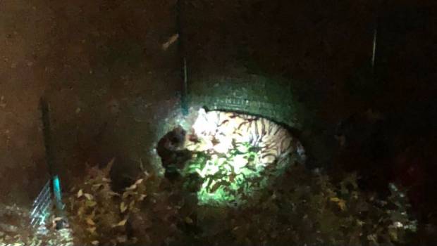 Matan a tigre que escapó de circo en París. Noticias en tiempo real