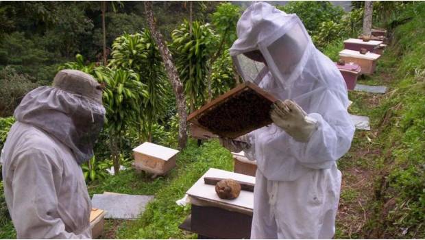 Crea Agroasemex seguro a a la apicultura con imágenes de satélite. Noticias en tiempo real