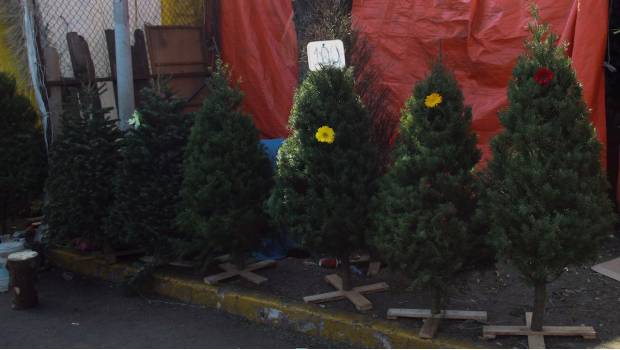 Regresa Profepa a EU miles de árboles de navidad con plaga. Noticias en tiempo real