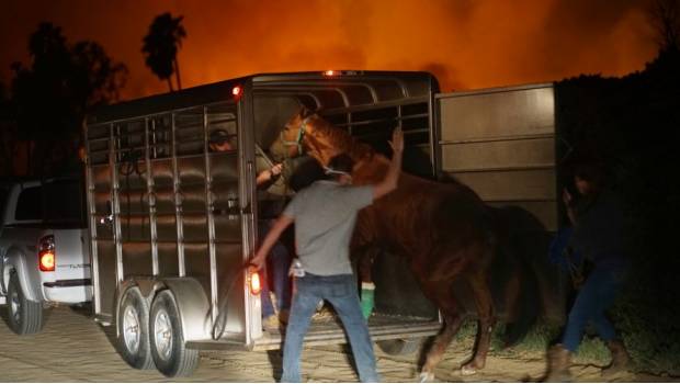 Mueren quemados 30 caballos por incendios en California. Noticias en tiempo real