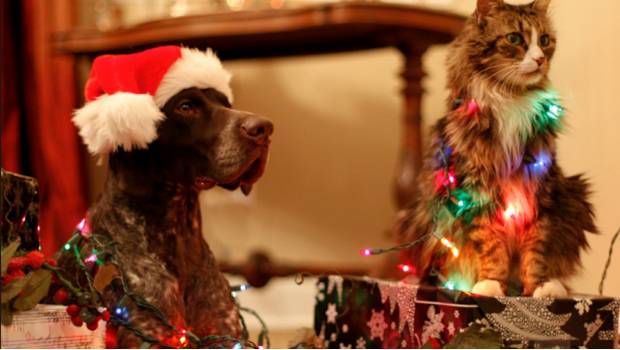 La Navidad puede ser peligrosa para tus mascotas.... Noticias en tiempo real