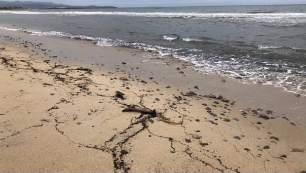 Mancha negra llega a playa de BCS; autoridades niegan proceda de un derrame. Noticias en tiempo real