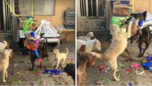 VIDEO: Albergue canino celebró la Navidad con piñatas llenas de croquetas. Noticias en tiempo real