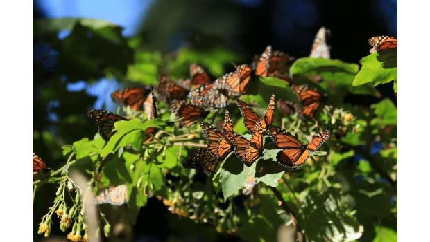 Antes de que el invierno acabe, puedes visitar a la mariposa monarca. Noticias en tiempo real