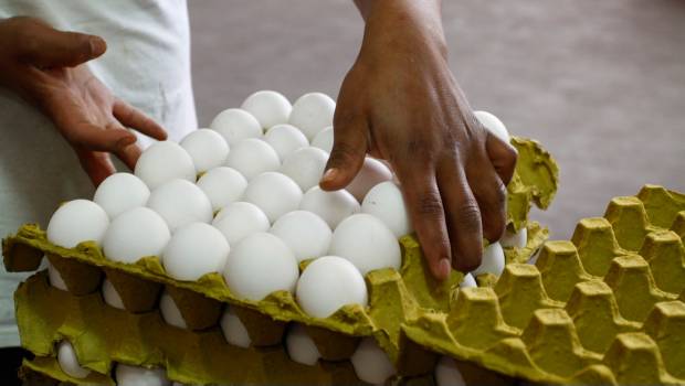 Aumentó entre 3 y 4 pesos el kilo de huevo en un mes. Noticias en tiempo real