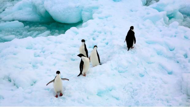 Hoy es el Día mundial del Pingüino, ¿sabes por qué?. Noticias en tiempo real