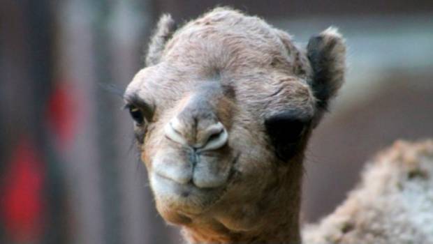 Usan botox para “embellecer” a camellos en concurso de belleza. Noticias en tiempo real