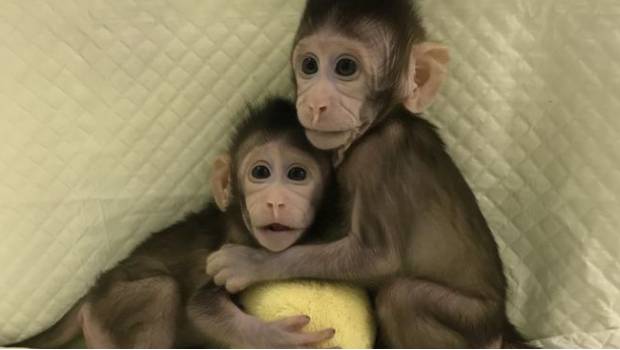 Presentan los primeros monos cronados. Noticias en tiempo real